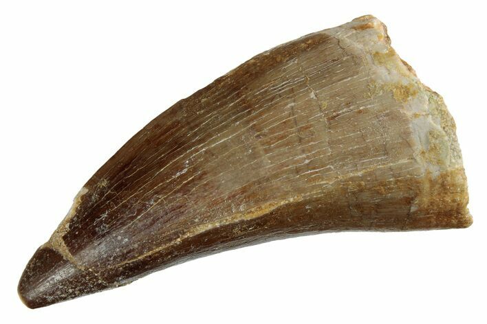 Fossil Mosasaur (Prognathodon) Tooth - Morocco #237114